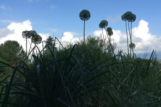 Gartenstory